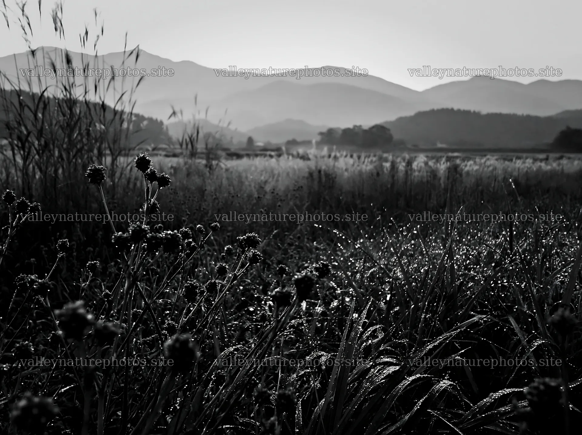 Niigata floodplain restoration meadow dew foreground captures nature – nature photography 9174x6866
