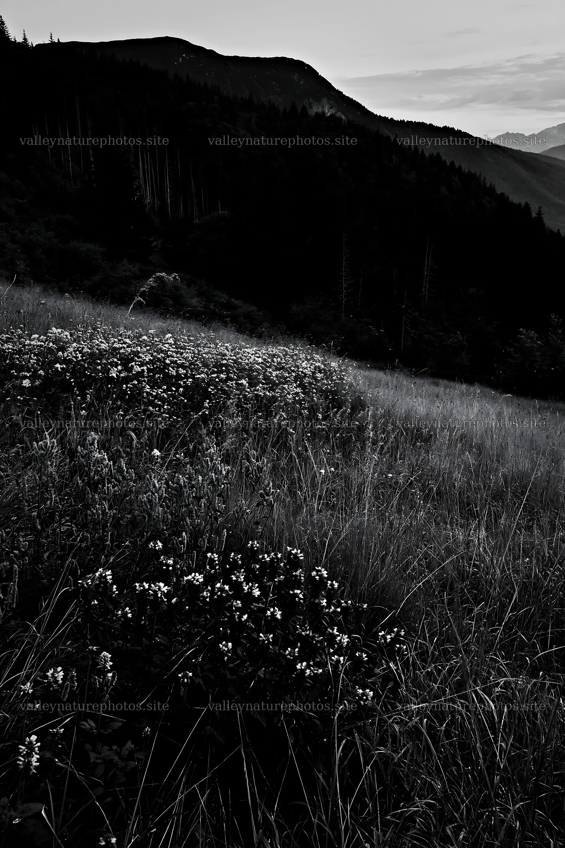 Biodiverse meadow with flowers and mountains in the background – nature photography 6480x9722
