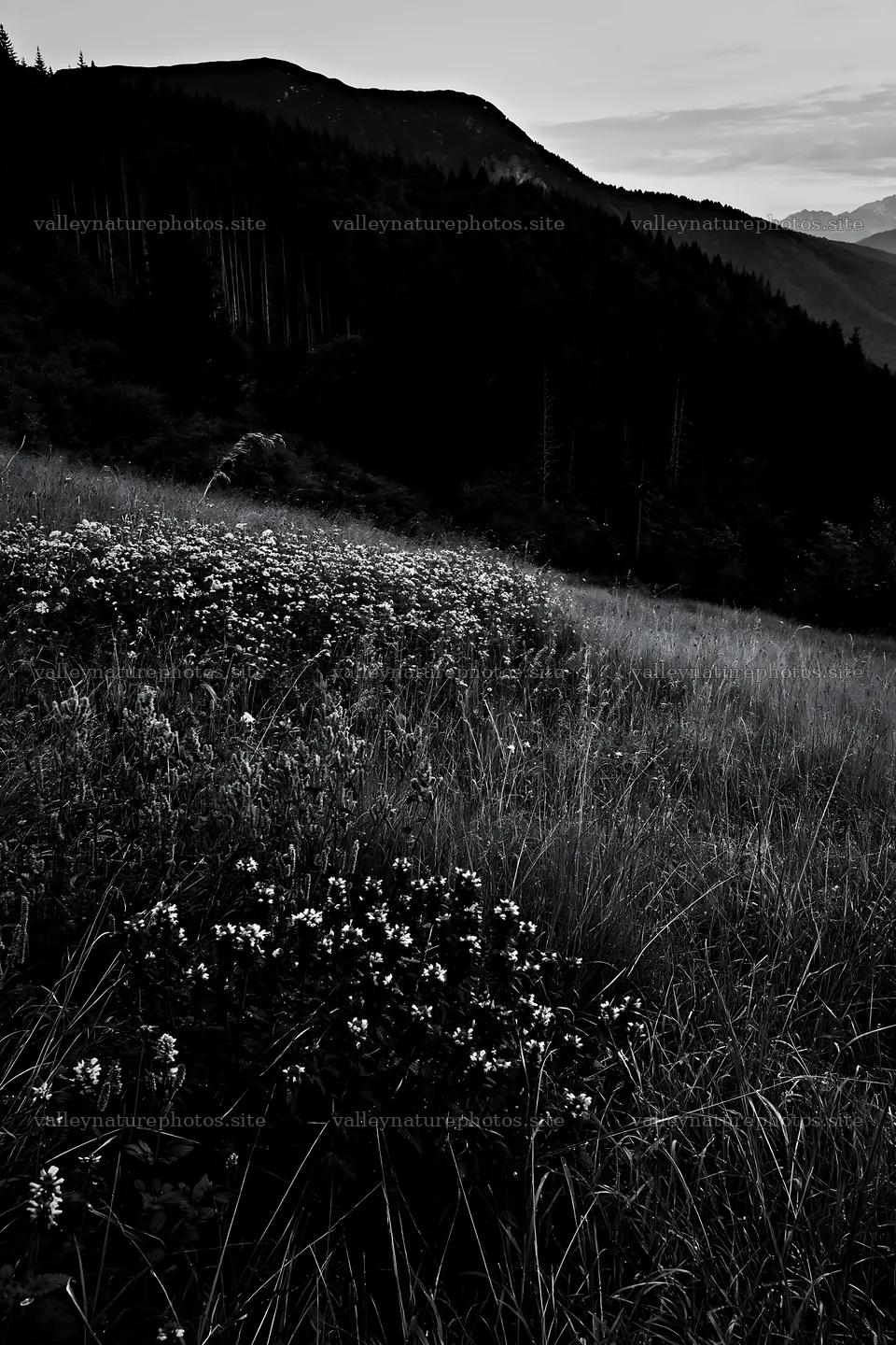 Biodiverse meadow with flowers and mountains in the background – nature photography 6480x9722