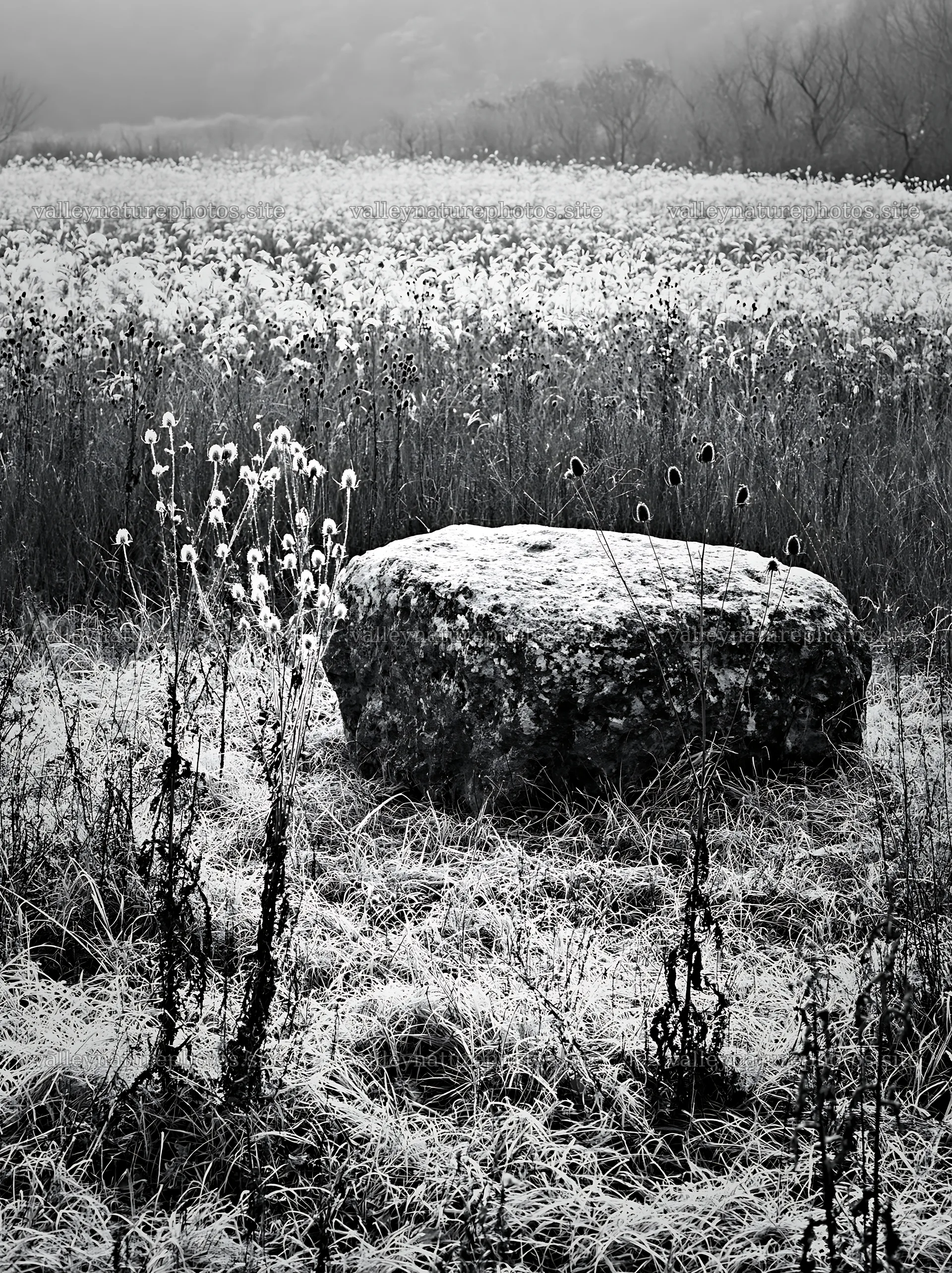 Yamaguchi limestone meadow with pale boulder in frost – nature photography 6866x9174