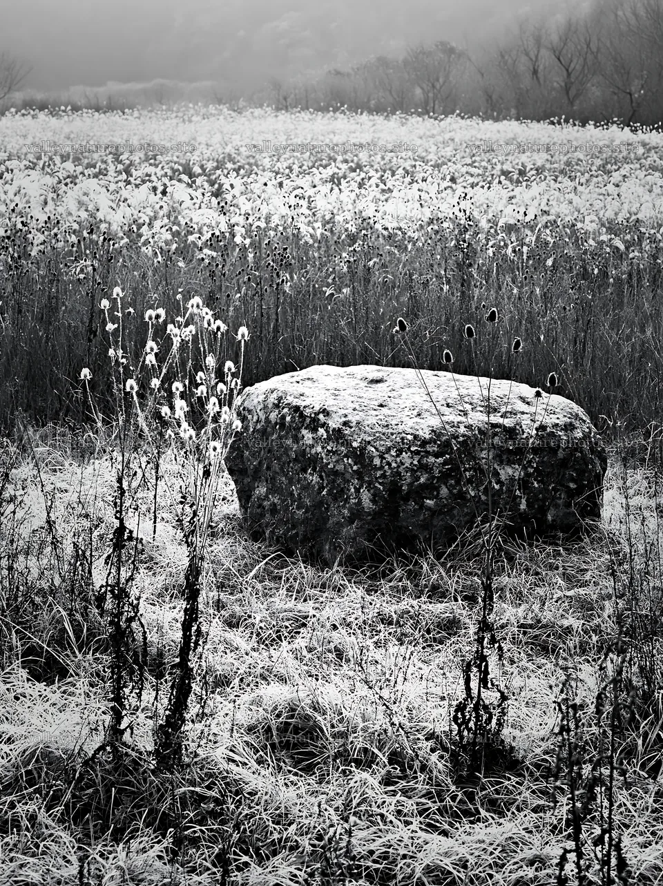 Yamaguchi limestone meadow with pale boulder in frost – nature photography 6866x9174