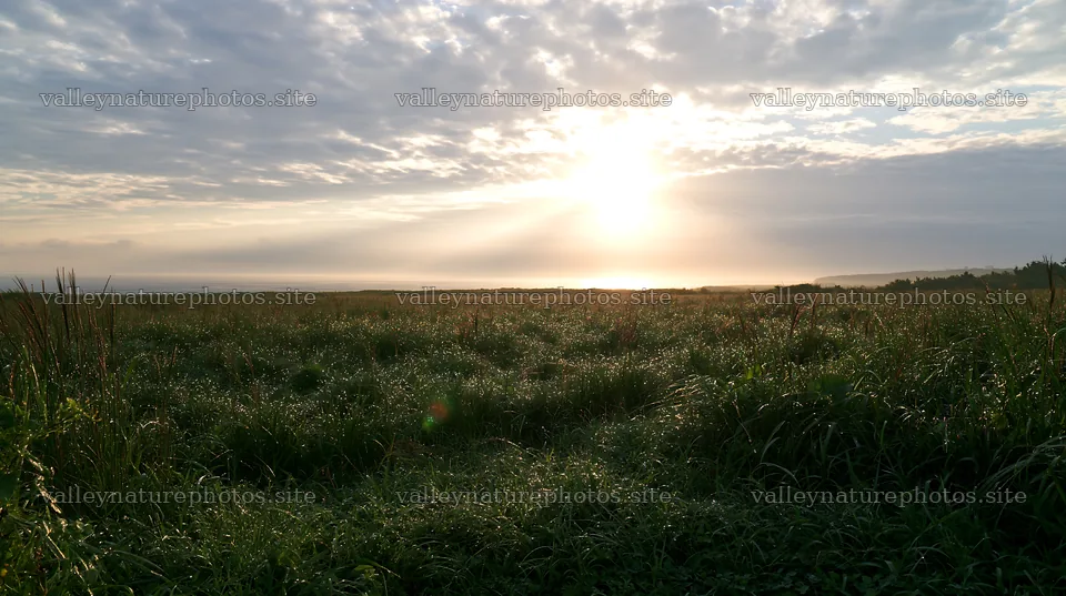 Miyazaki sunrise meadow dew covered sedges at dawn – nature photography 10608x5938