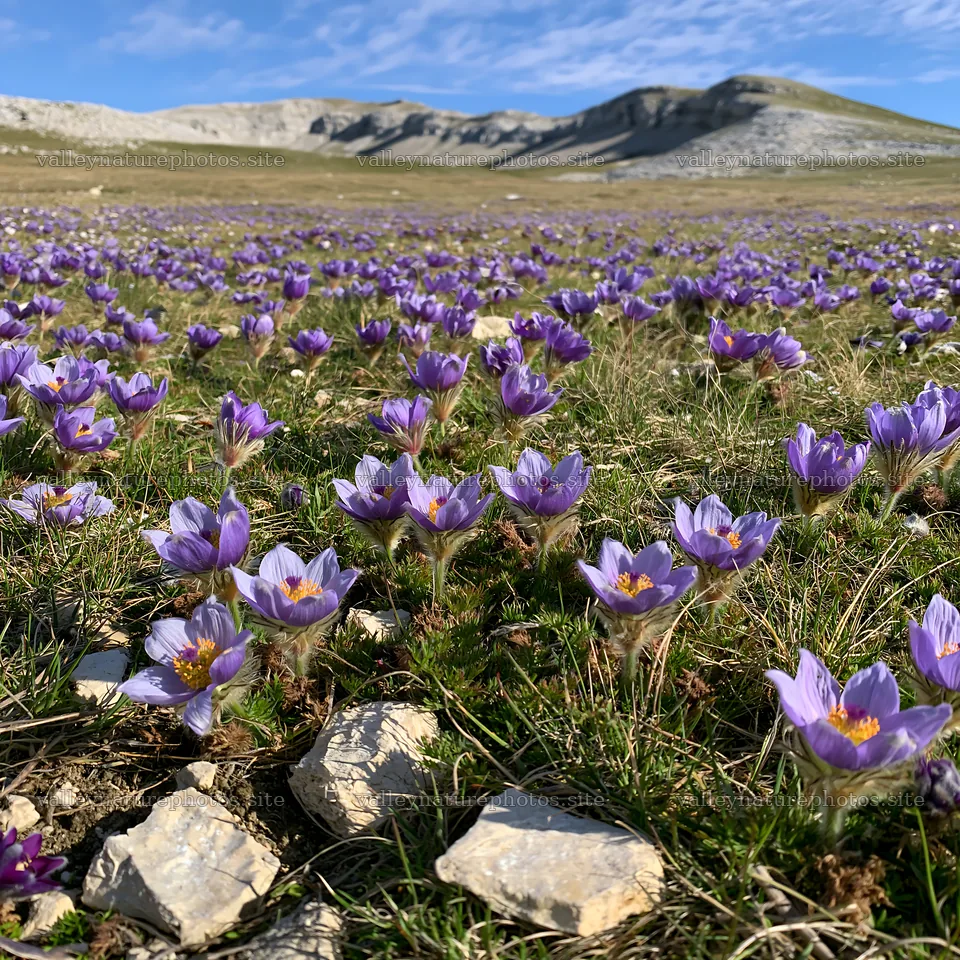 Sunny pasqueflower meadow with purple blooms on the ground – nature photography 7938x7938