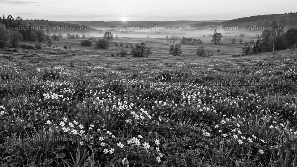 Wildflower Meadow Across a Misty Valley at Dawn – nature photography 10324x5812