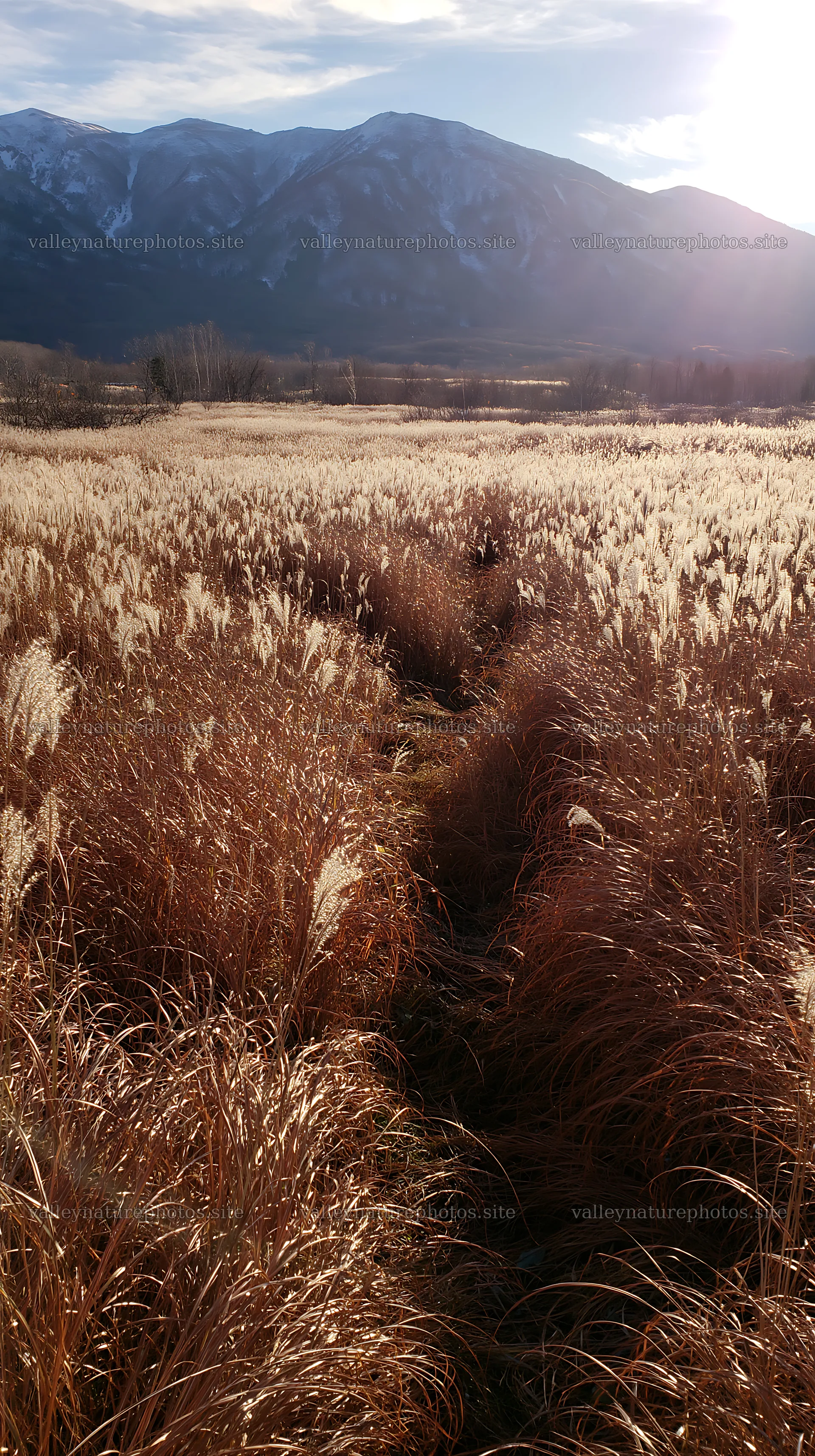 Hokkaido silver grass meadow with seedheads in natural sunlight – nature photography 5938x10608