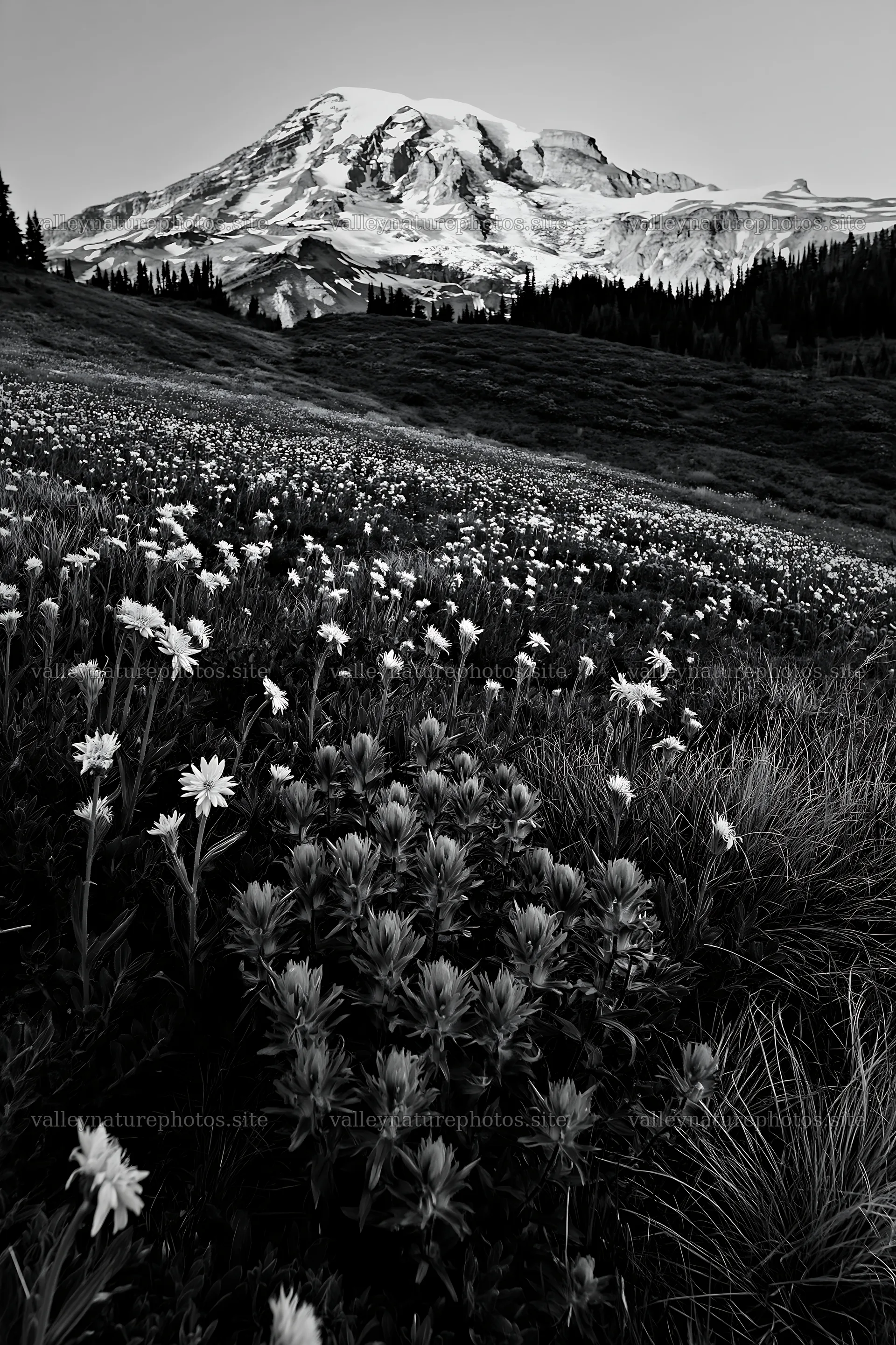 Wildflower meadow at Mount Rainier during sunrise – nature photography 6480x9722