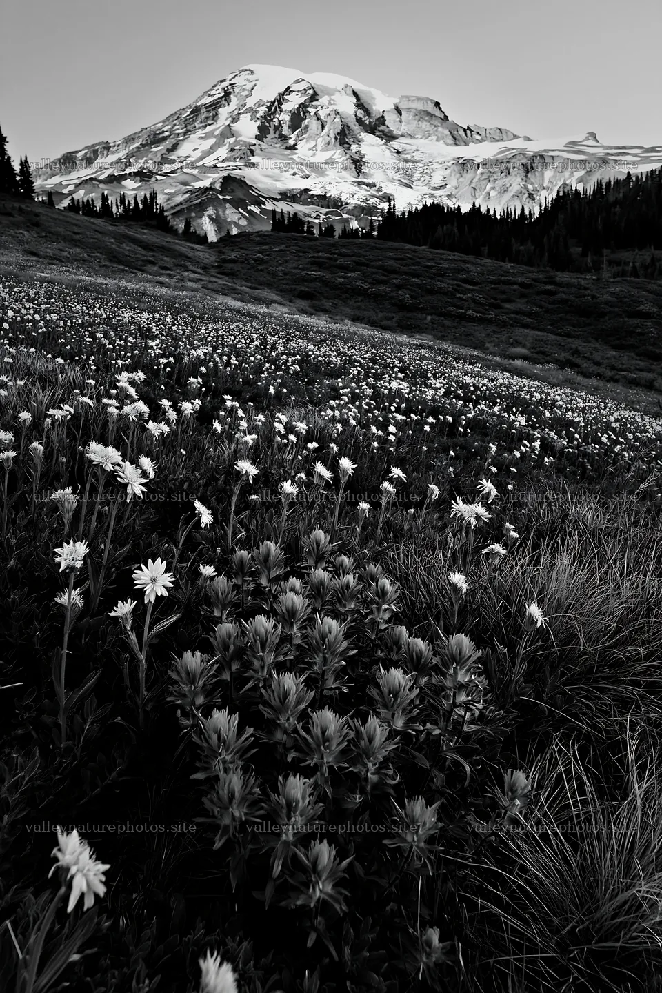 Wildflower meadow at Mount Rainier during sunrise – nature photography 6480x9722