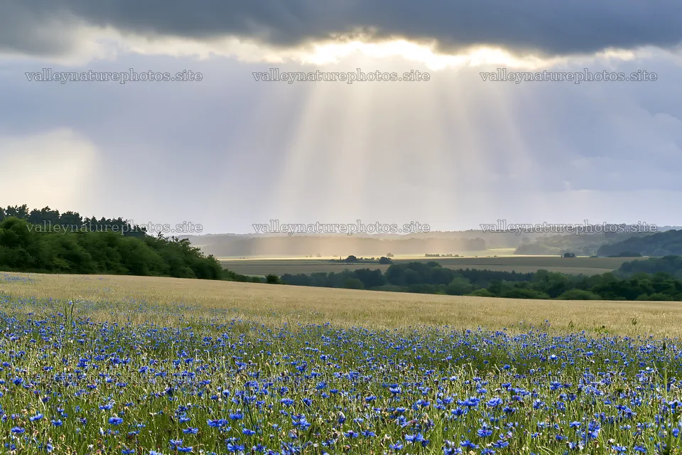 Cornflower meadow website header image with sunlight and clouds – nature photography 9722x6480