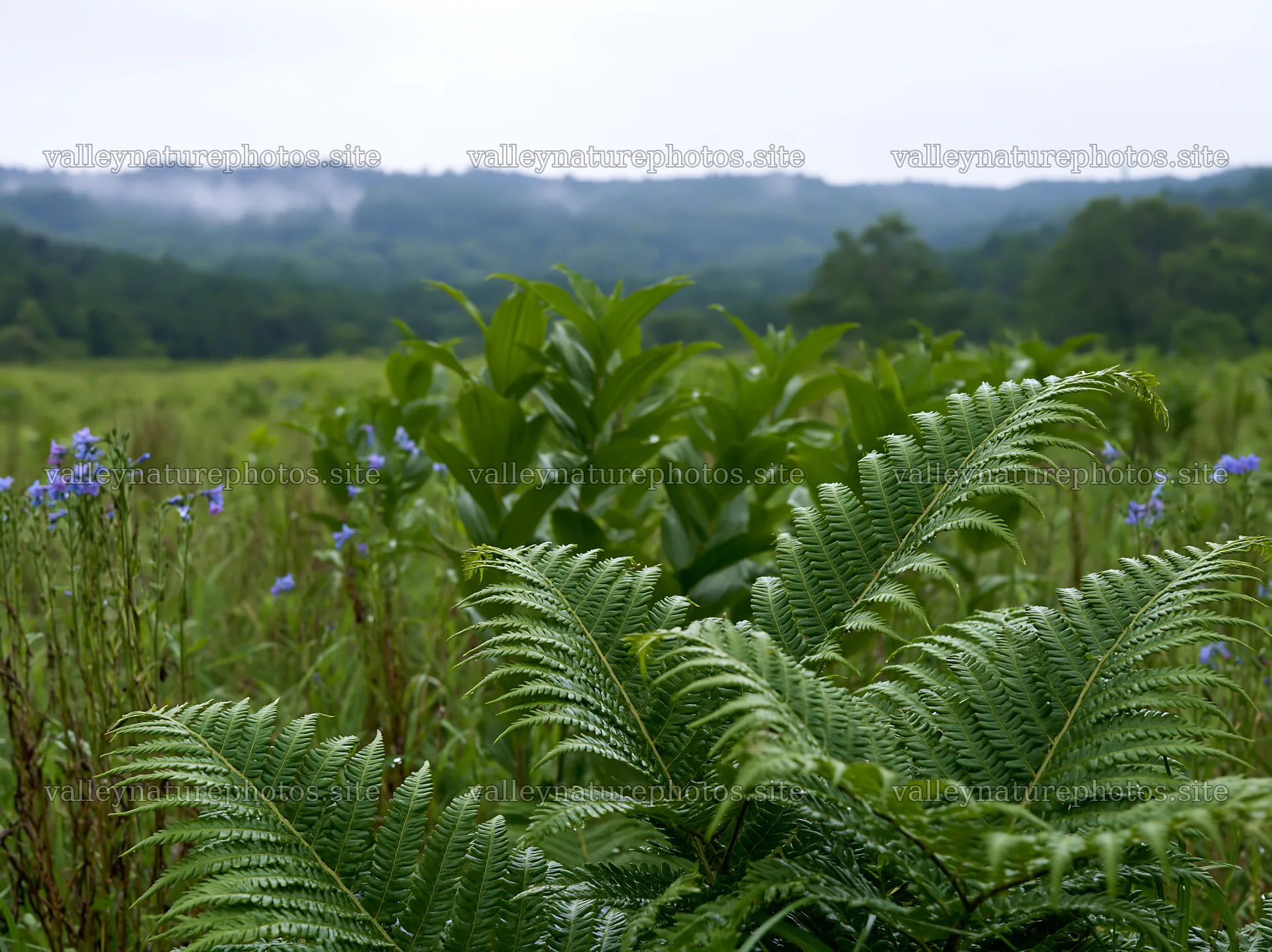 Nara summer meadow with fern foreground in green landscape – nature photography 9174x6866