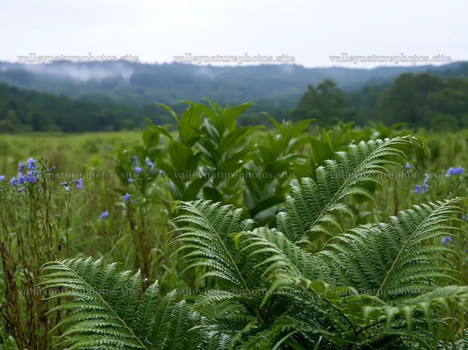 Nara summer meadow with fern foreground in green landscape – nature photography 9174x6866