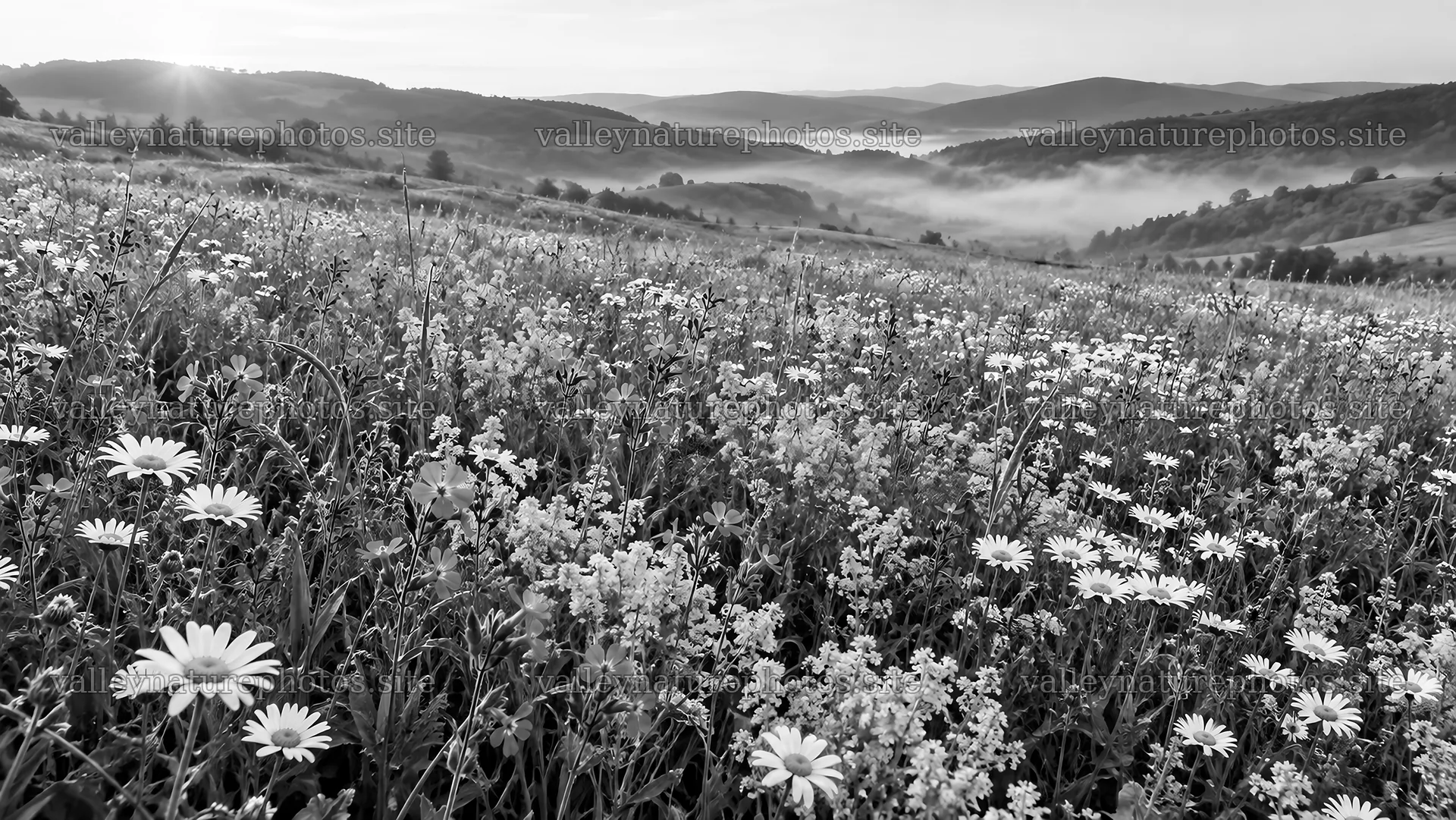 Monochrome Wildflower Meadow in Misty Hills – nature photography 10324x5812