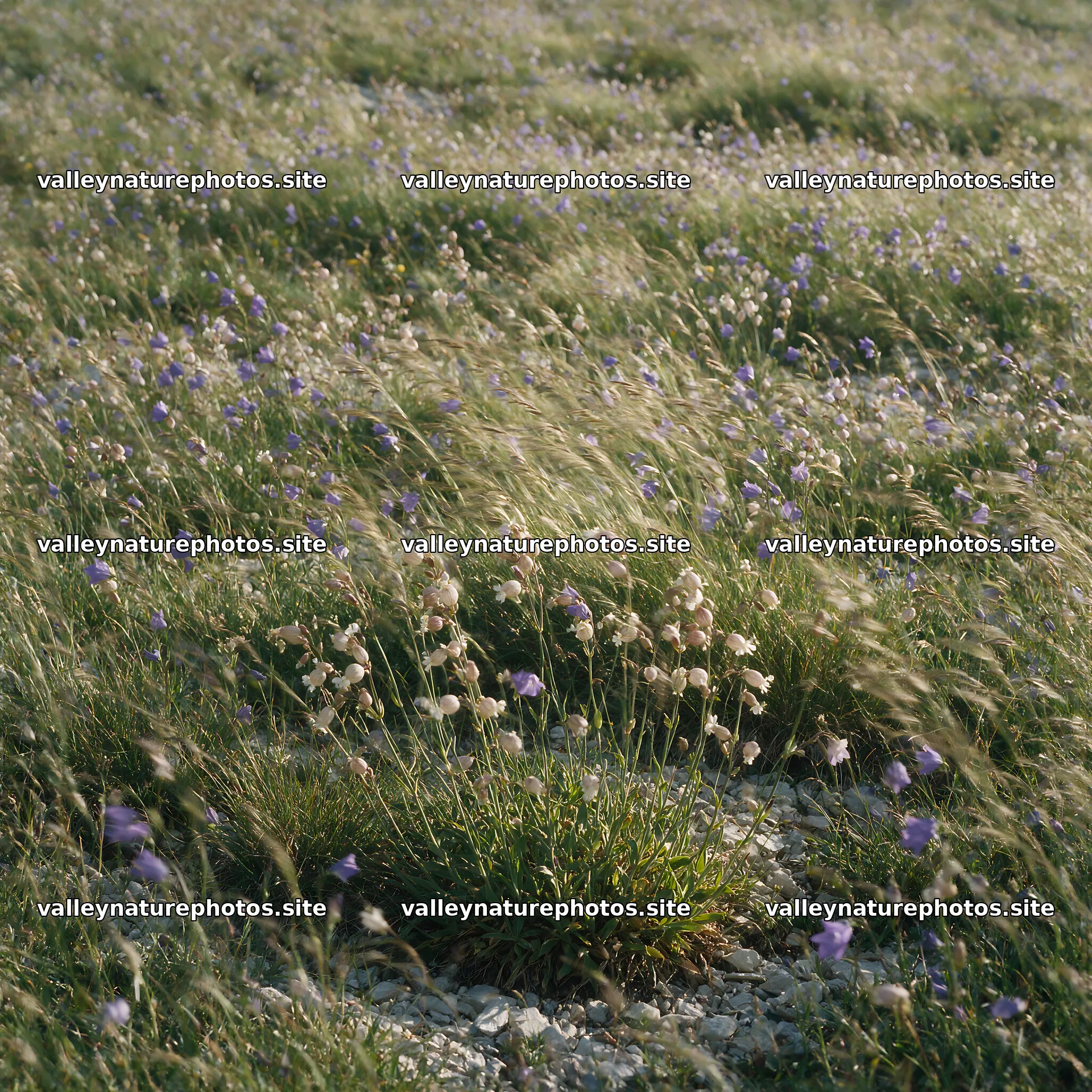 Campion bellflower meadow filled with wildflowers – nature photography 7938x7938