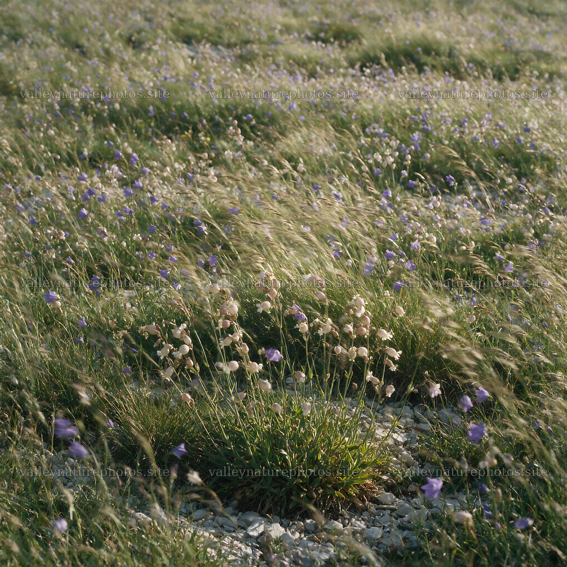 Campion bellflower meadow filled with wildflowers – nature photography 7938x7938