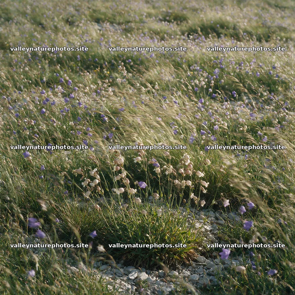 Campion bellflower meadow filled with wildflowers – nature photography 7938x7938