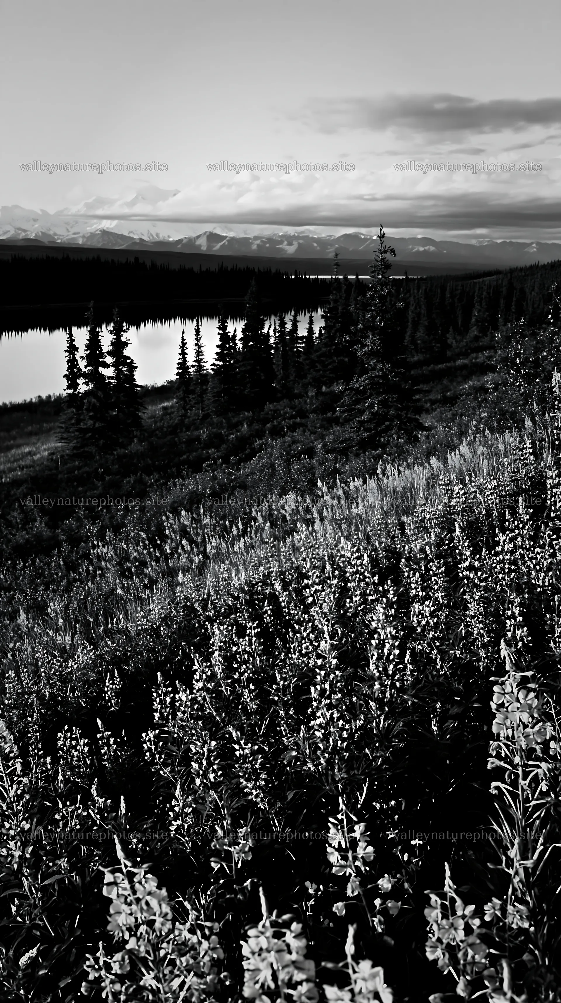 Fireweed lupine meadow at sunset near a lake – nature photography 5938x10608