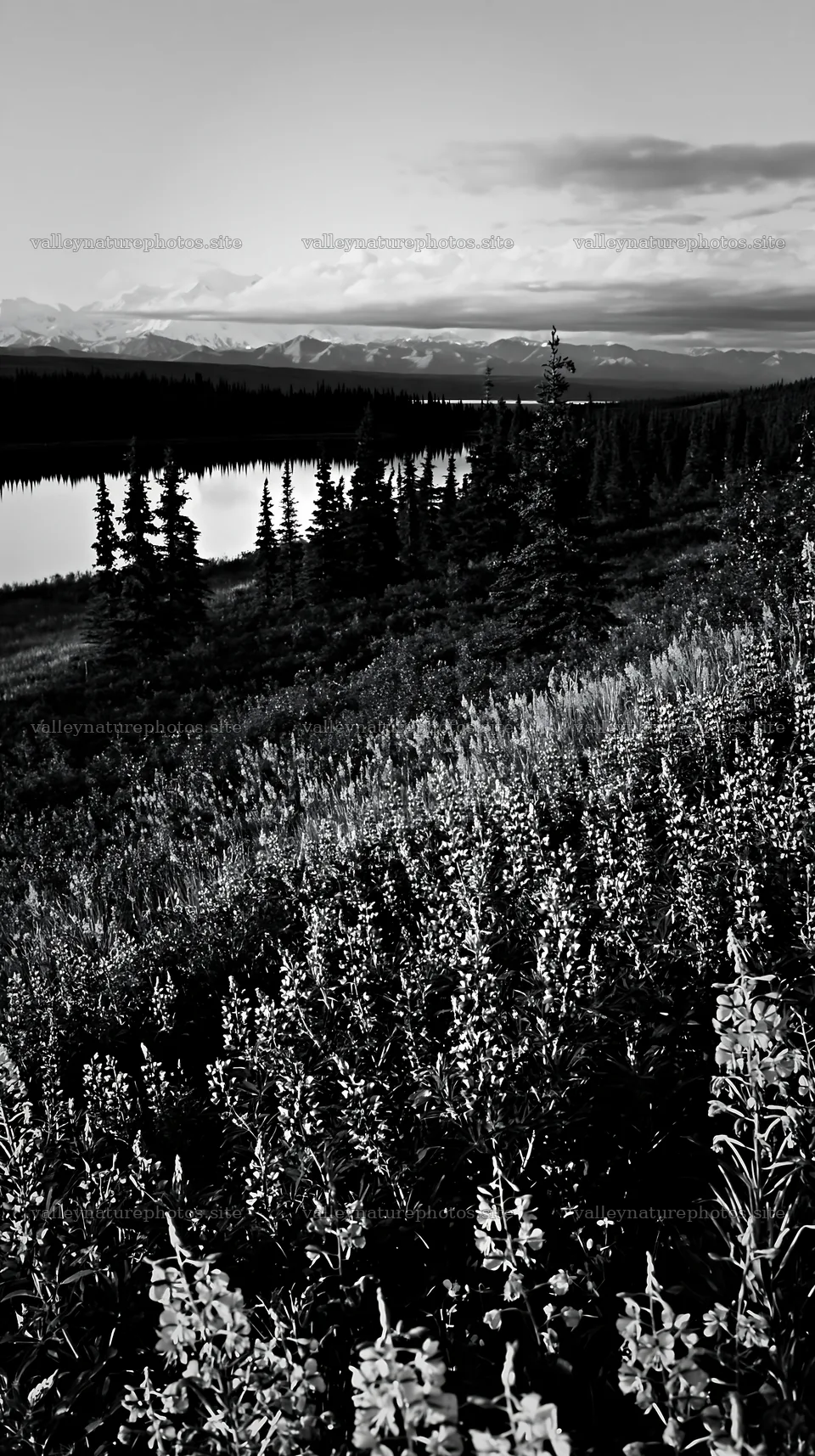 Fireweed lupine meadow at sunset near a lake – nature photography 5938x10608