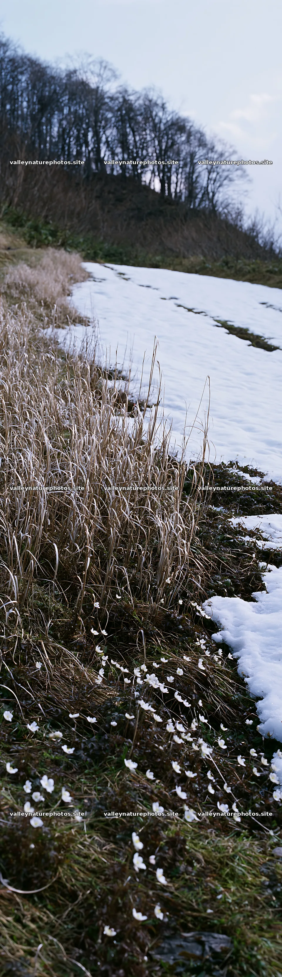 Akita snowmelt meadow with silver grasses in early spring – nature photography 4268x14762