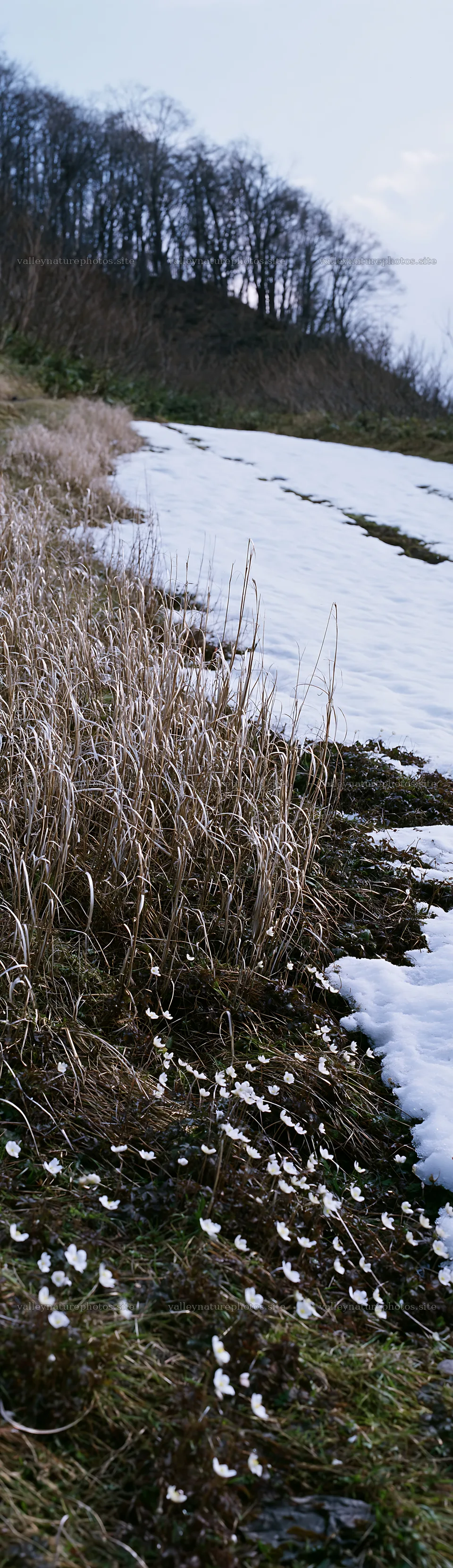 Akita snowmelt meadow with silver grasses in early spring – nature photography 4268x14762