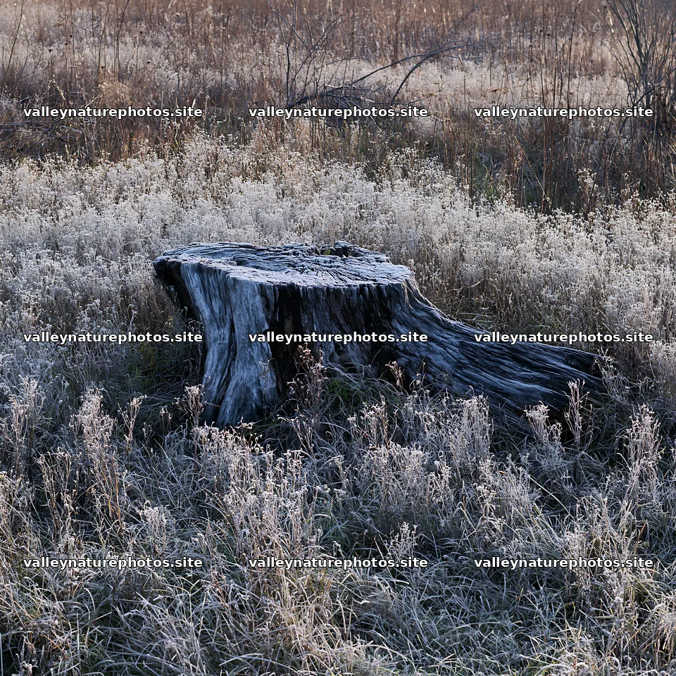 Fukushima native meadow with weathered stump – nature photography 7938x7938