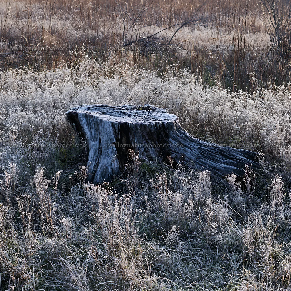 Fukushima native meadow with weathered stump – nature photography 7938x7938