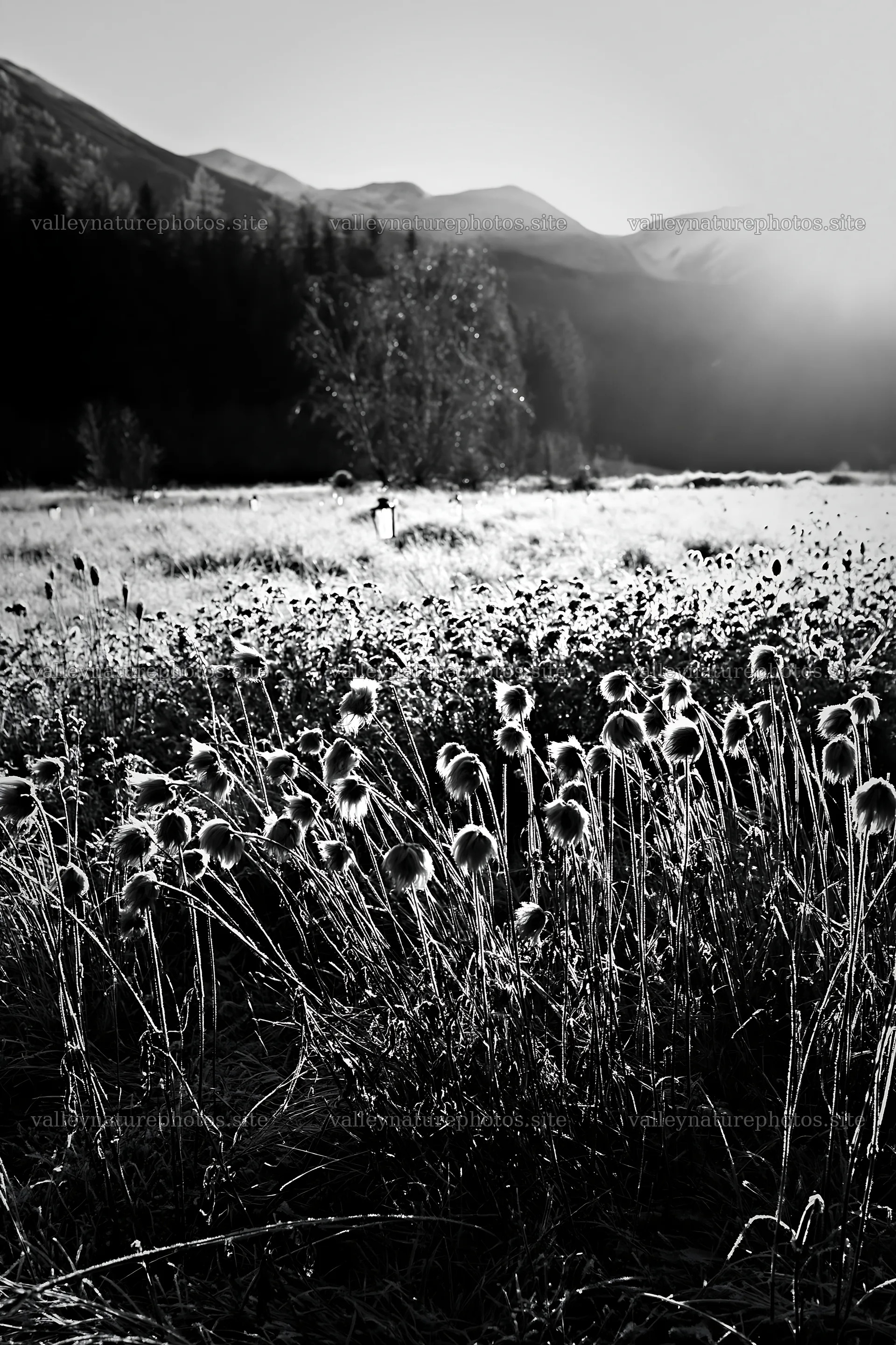 Frost-covered meadow with seedheads and lanterns in winter light – nature photography 6480x9722