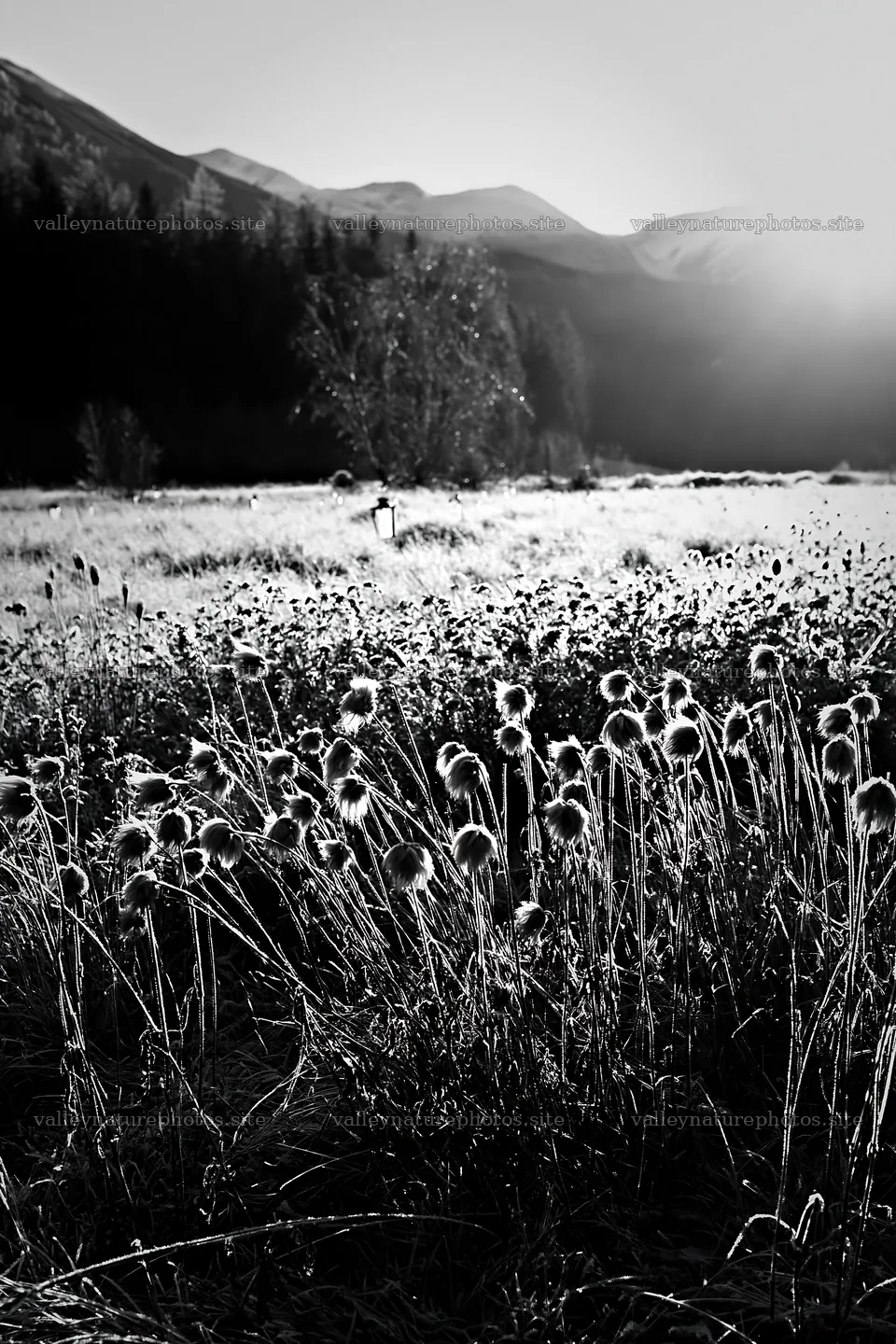 Frost-covered meadow with seedheads and lanterns in winter light – nature photography 6480x9722