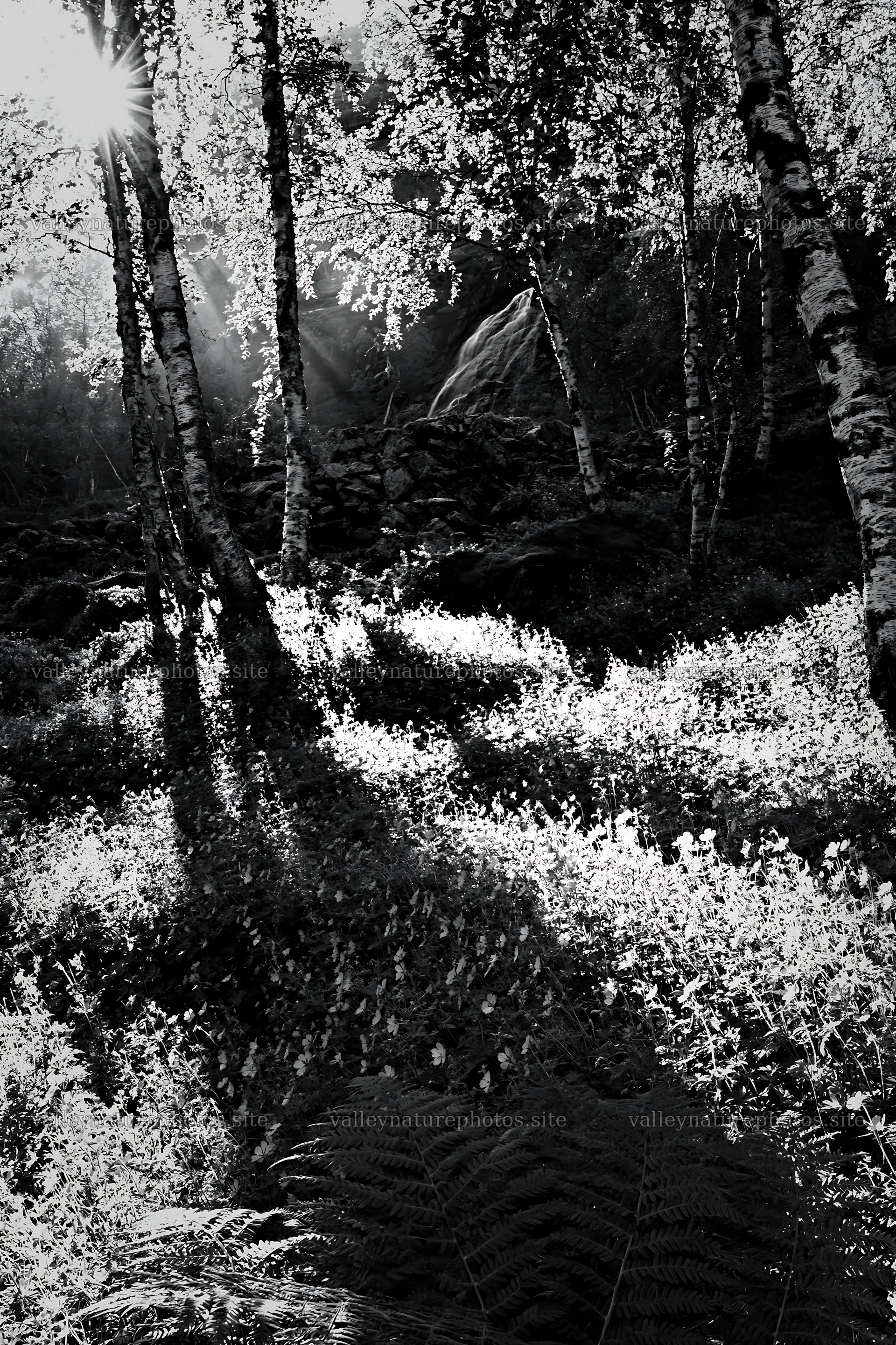 Sunbeams shining through trees in Jotunheimen valley meadow – nature photography 6480x9722
