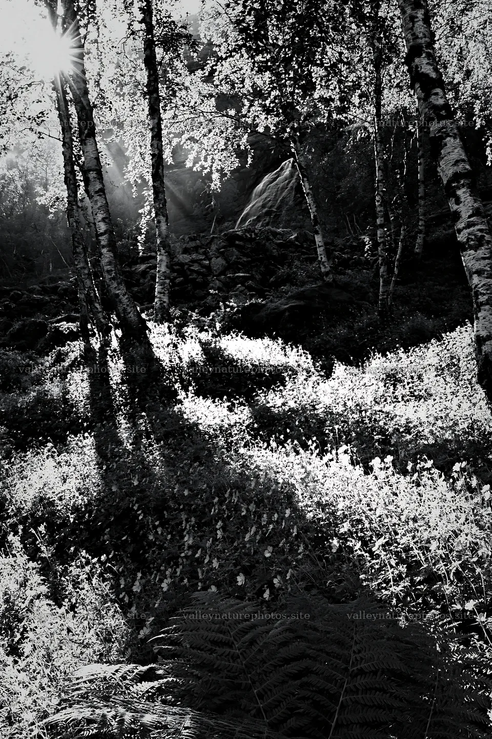 Sunbeams shining through trees in Jotunheimen valley meadow – nature photography 6480x9722