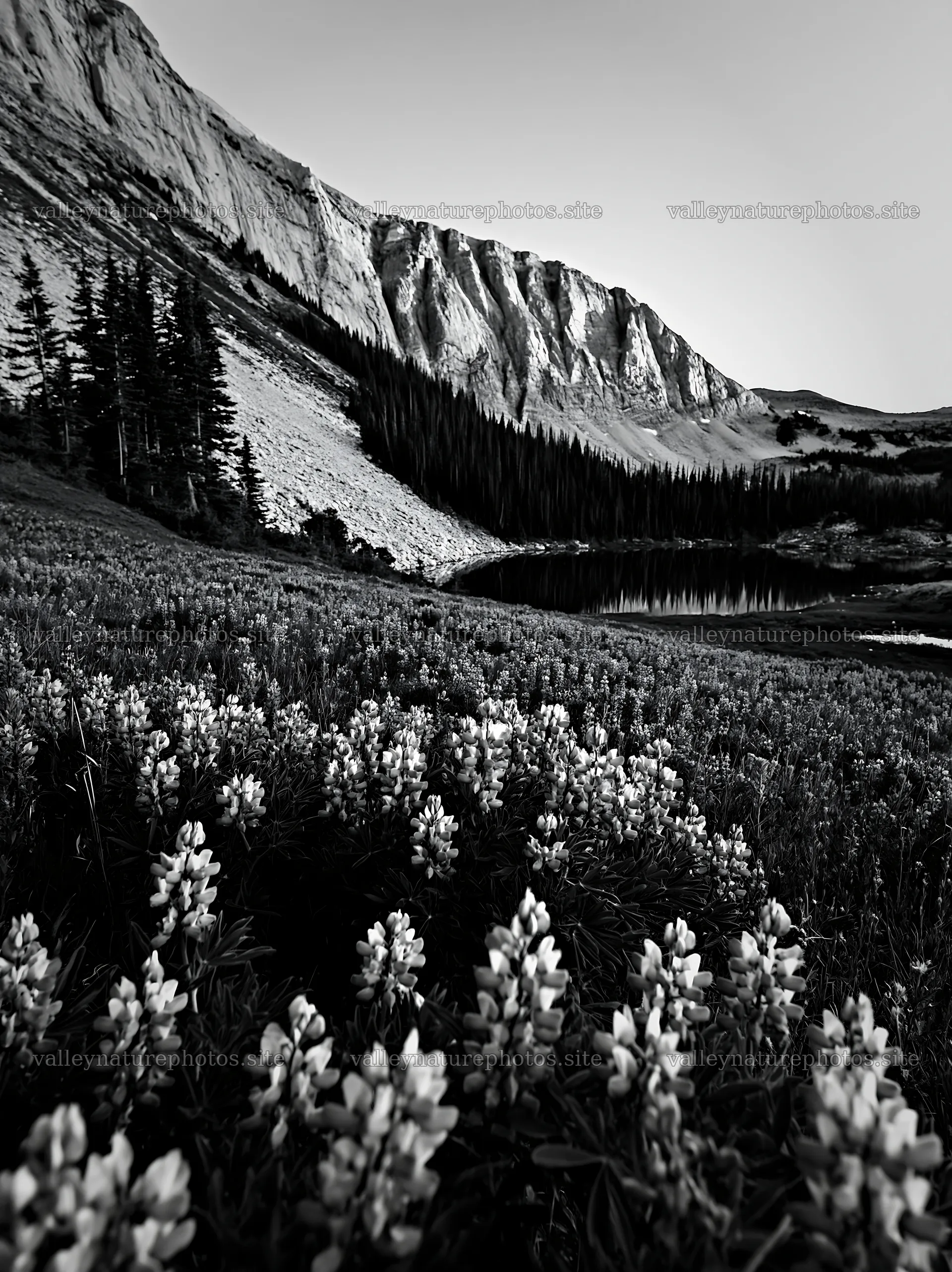 Colorful lupine meadow in mountains near serene lake – nature photography 6866x9174