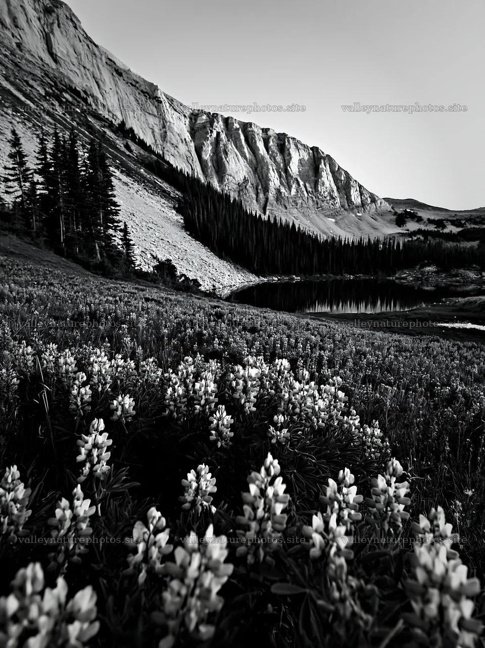 Colorful lupine meadow in mountains near serene lake – nature photography 6866x9174