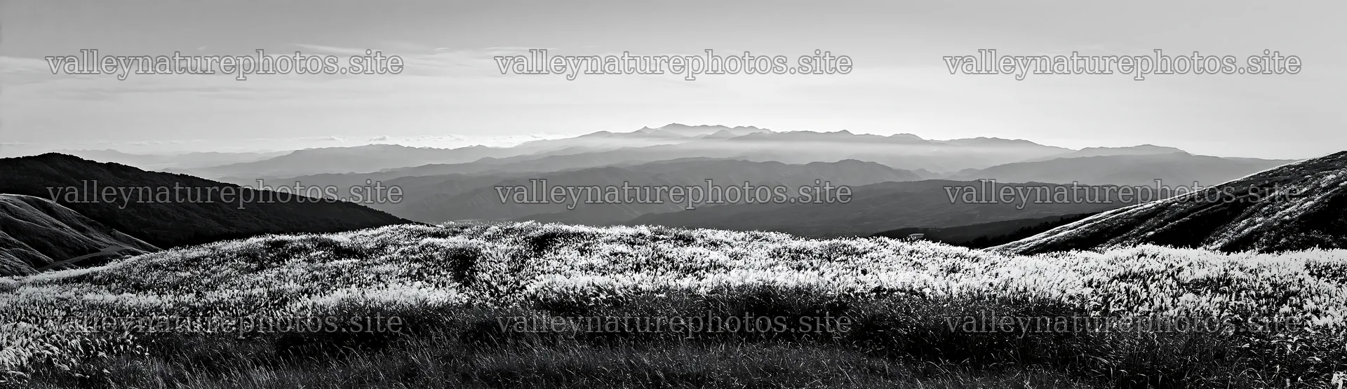 Fukui native grass meadow rain droplets capture – nature photography 14762x4268