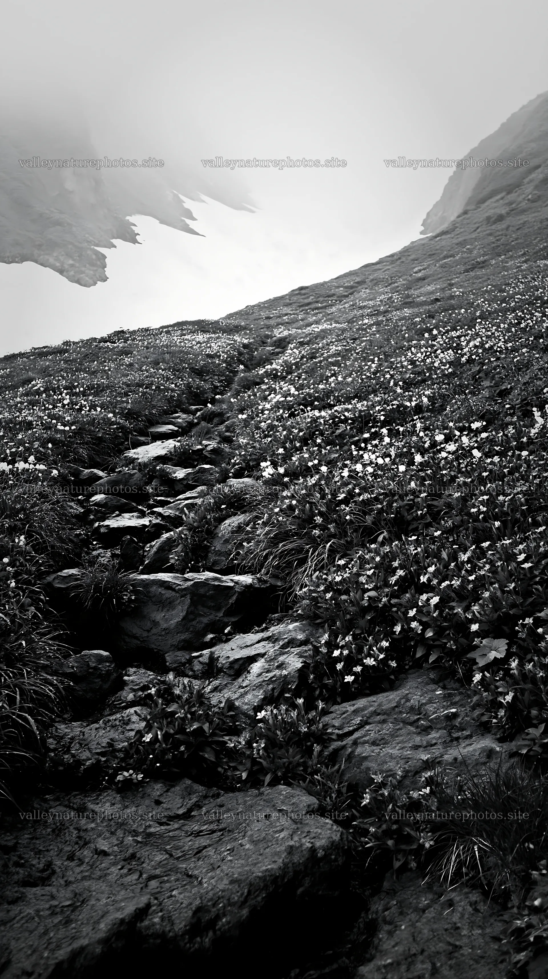 Toyama alpine meadow snowmelt rock foreground with flowers – nature photography 5938x10608
