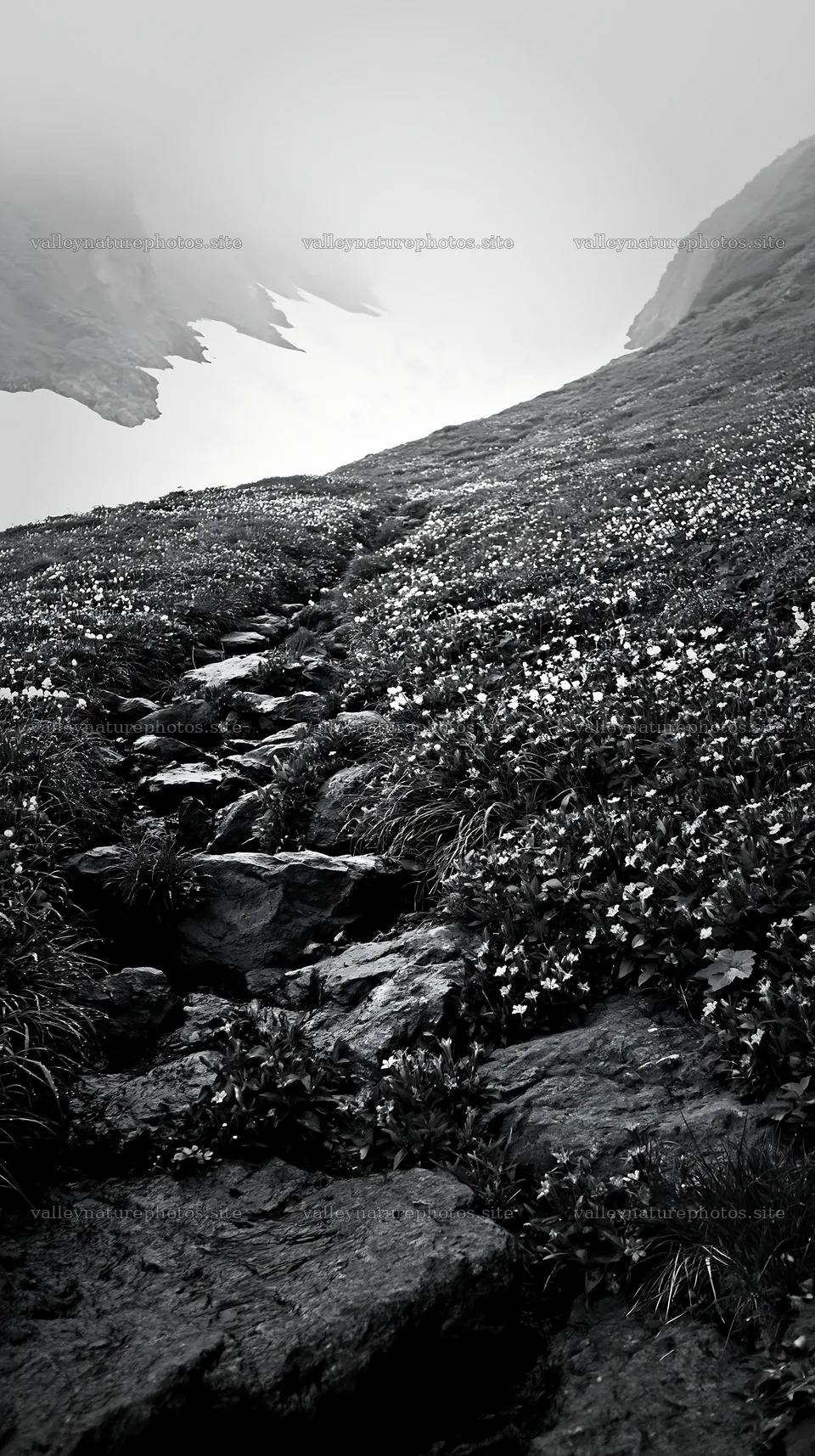 Toyama alpine meadow snowmelt rock foreground with flowers – nature photography 5938x10608