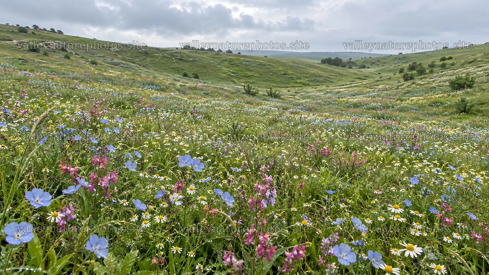 Wildflower Meadow Across Rolling Hills – nature photography 10324x5812