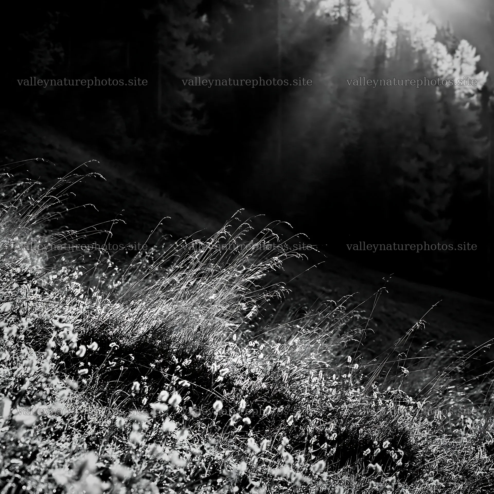 Light rays shining on meadow in Lauterbrunnen Valley – nature photography 7938x7938