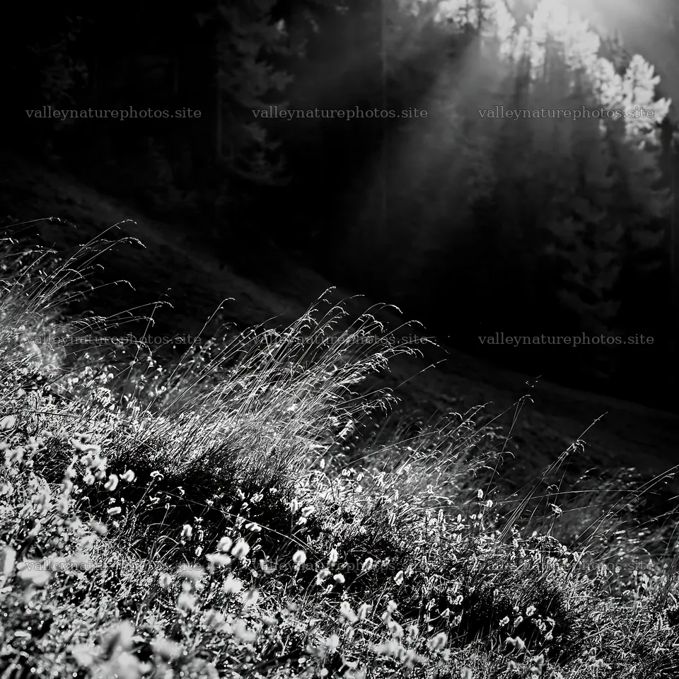 Light rays shining on meadow in Lauterbrunnen Valley – nature photography 7938x7938