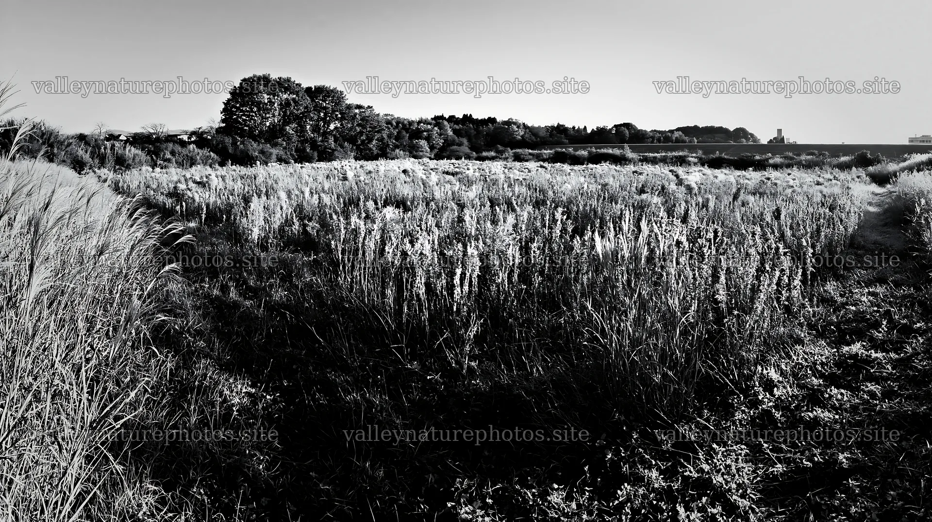 Restored meadow in Aichi with autumn seedheads in foreground – nature photography 10608x5938