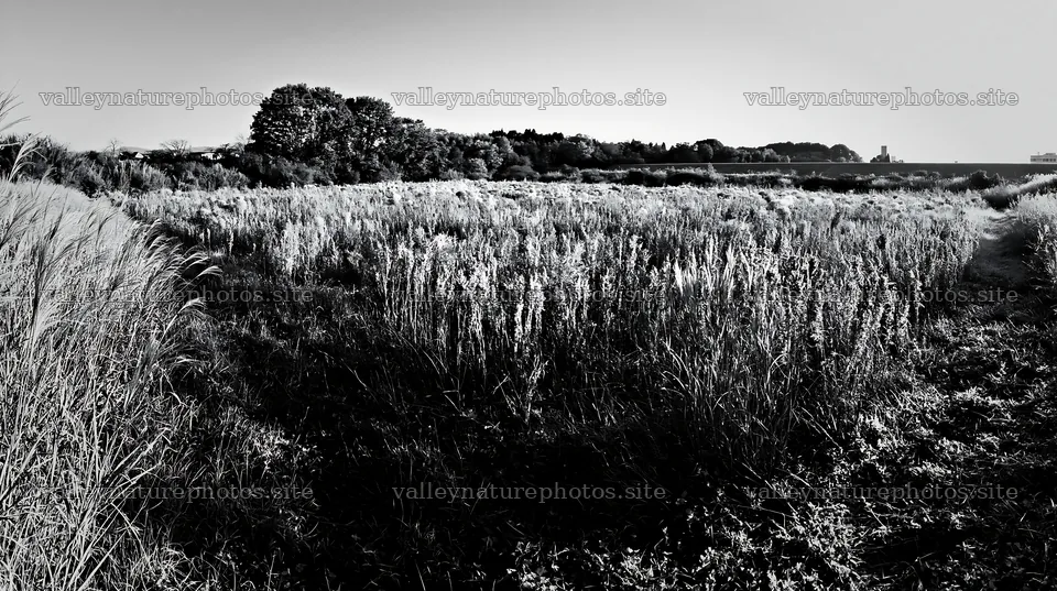 Restored meadow in Aichi with autumn seedheads in foreground – nature photography 10608x5938