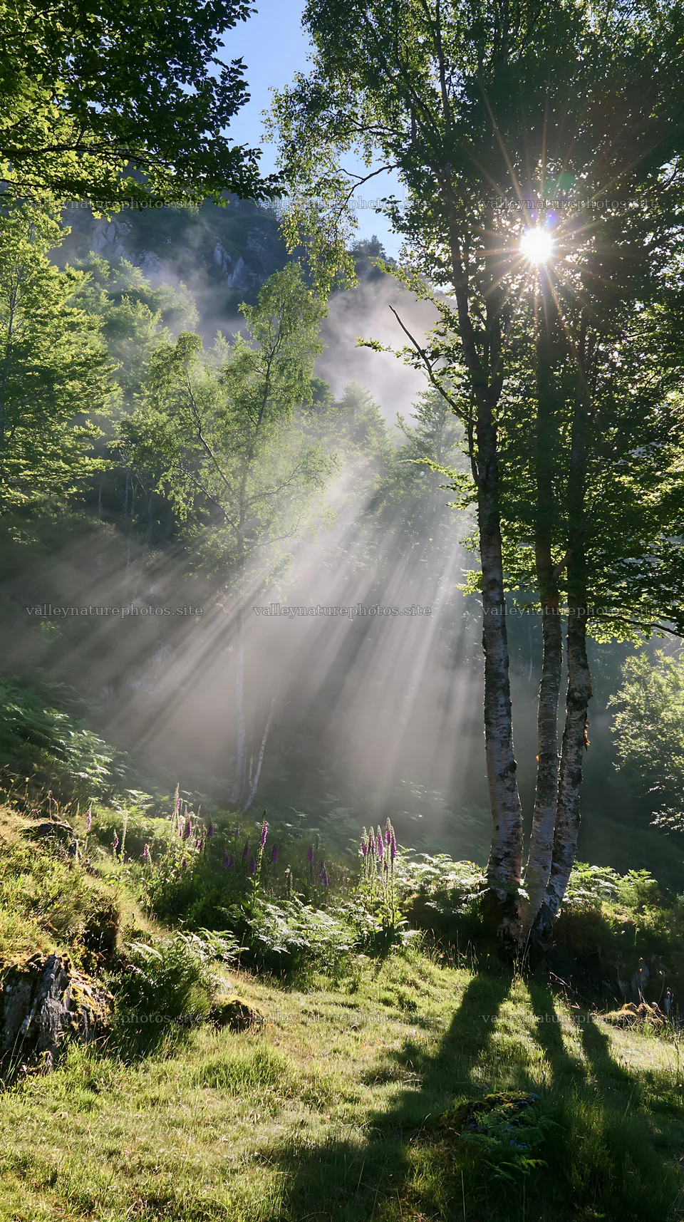Sun rays shining through trees in Picos de Europa meadow – nature photography 5938x10608