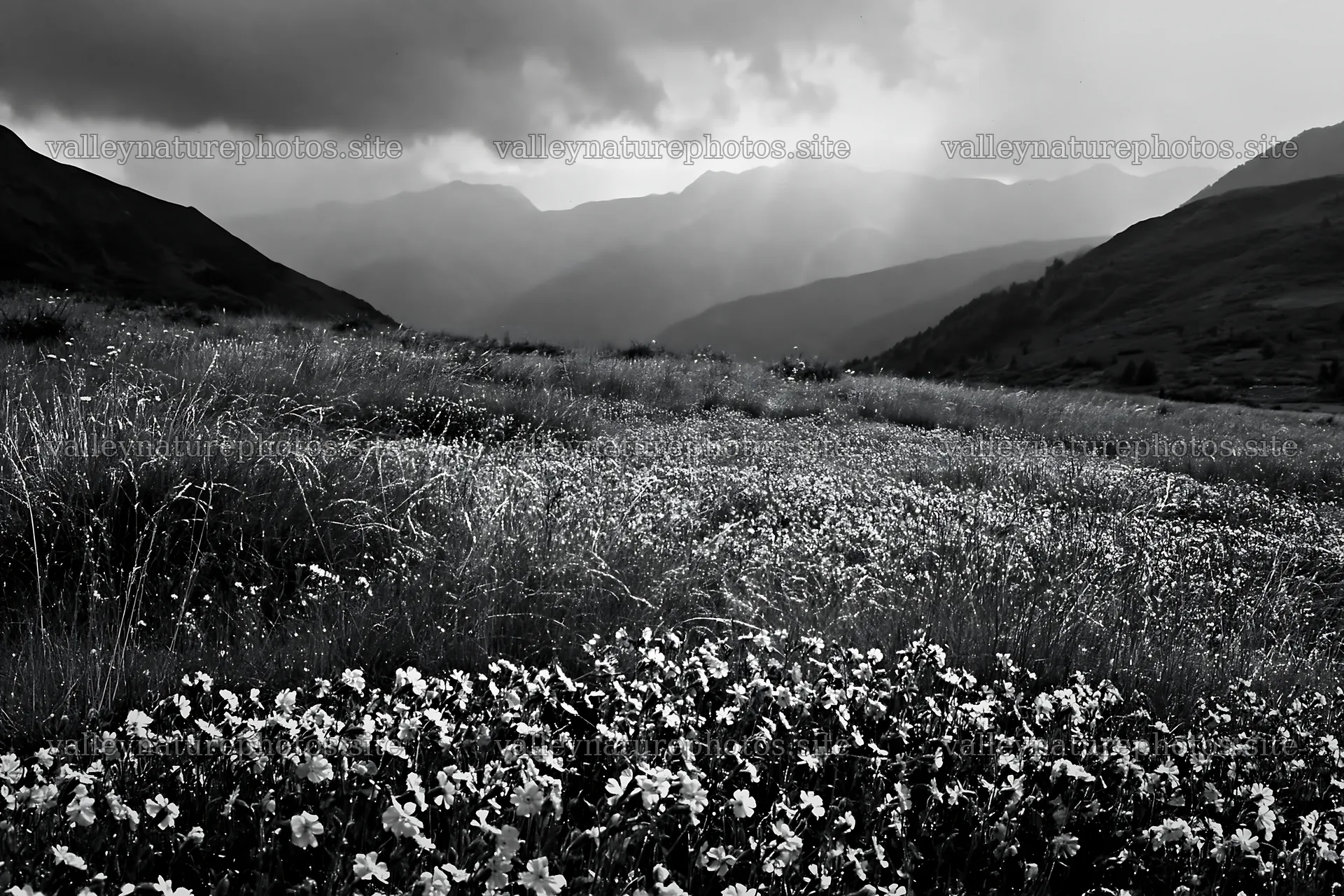 French meadow below Pyrenees mountains with flowers – nature photography 9722x6480