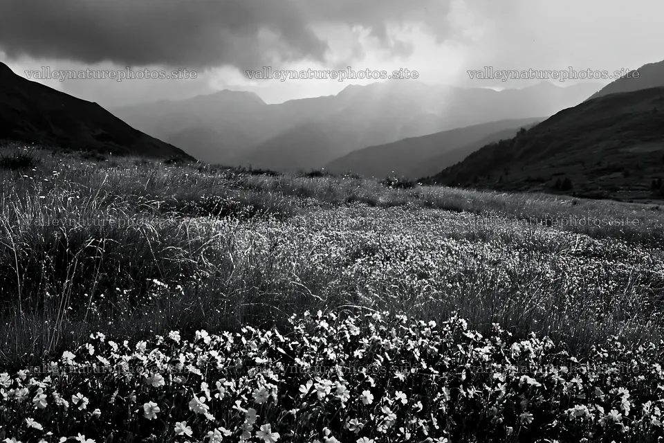 French meadow below Pyrenees mountains with flowers – nature photography 9722x6480