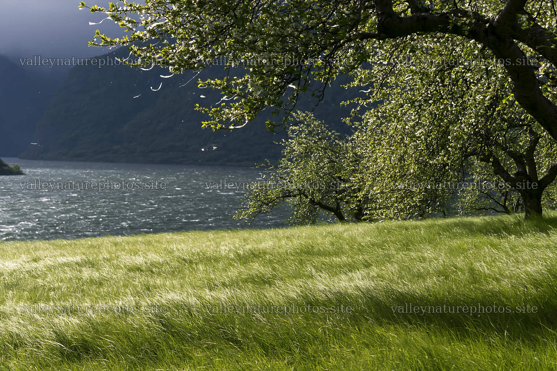 Fjord orchard meadow with green grass near flowing water – nature photography 9722x6480