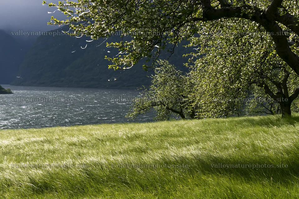Fjord orchard meadow with green grass near flowing water – nature photography 9722x6480