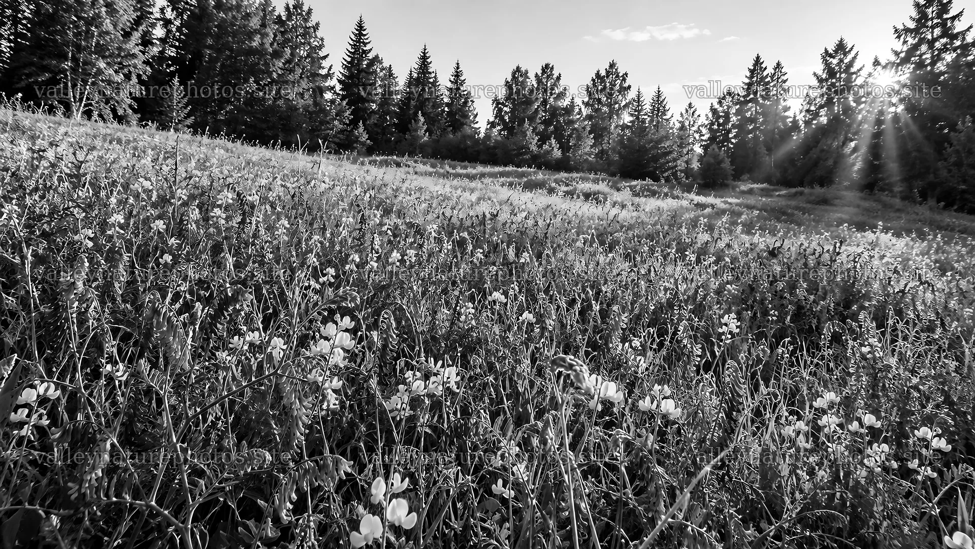 Sunbeams over a Forest Clearing in Monochrome – nature photography 10324x5812