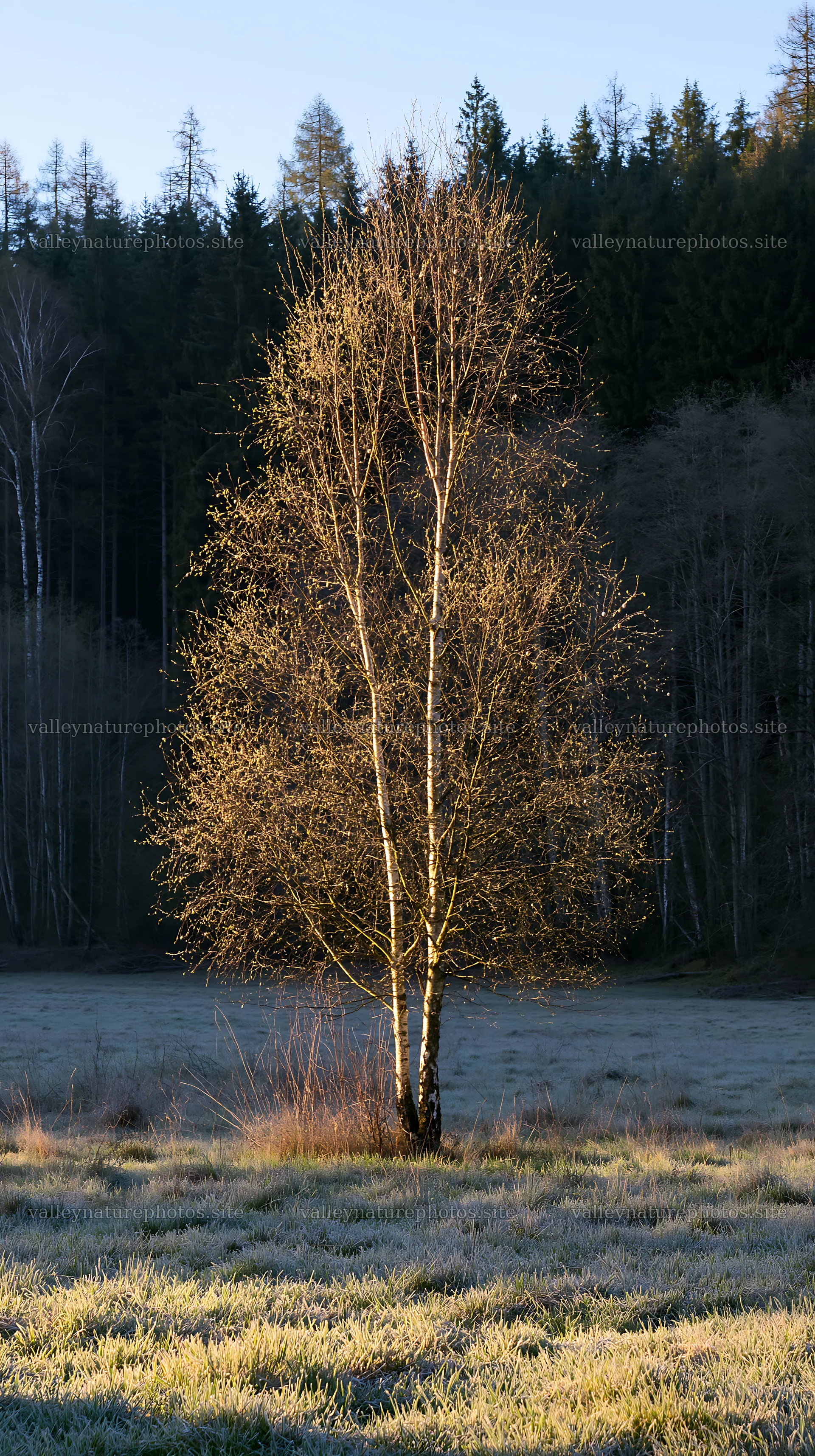 Natural Easter tree in frost covered field at dawn – nature photography 5938x10608