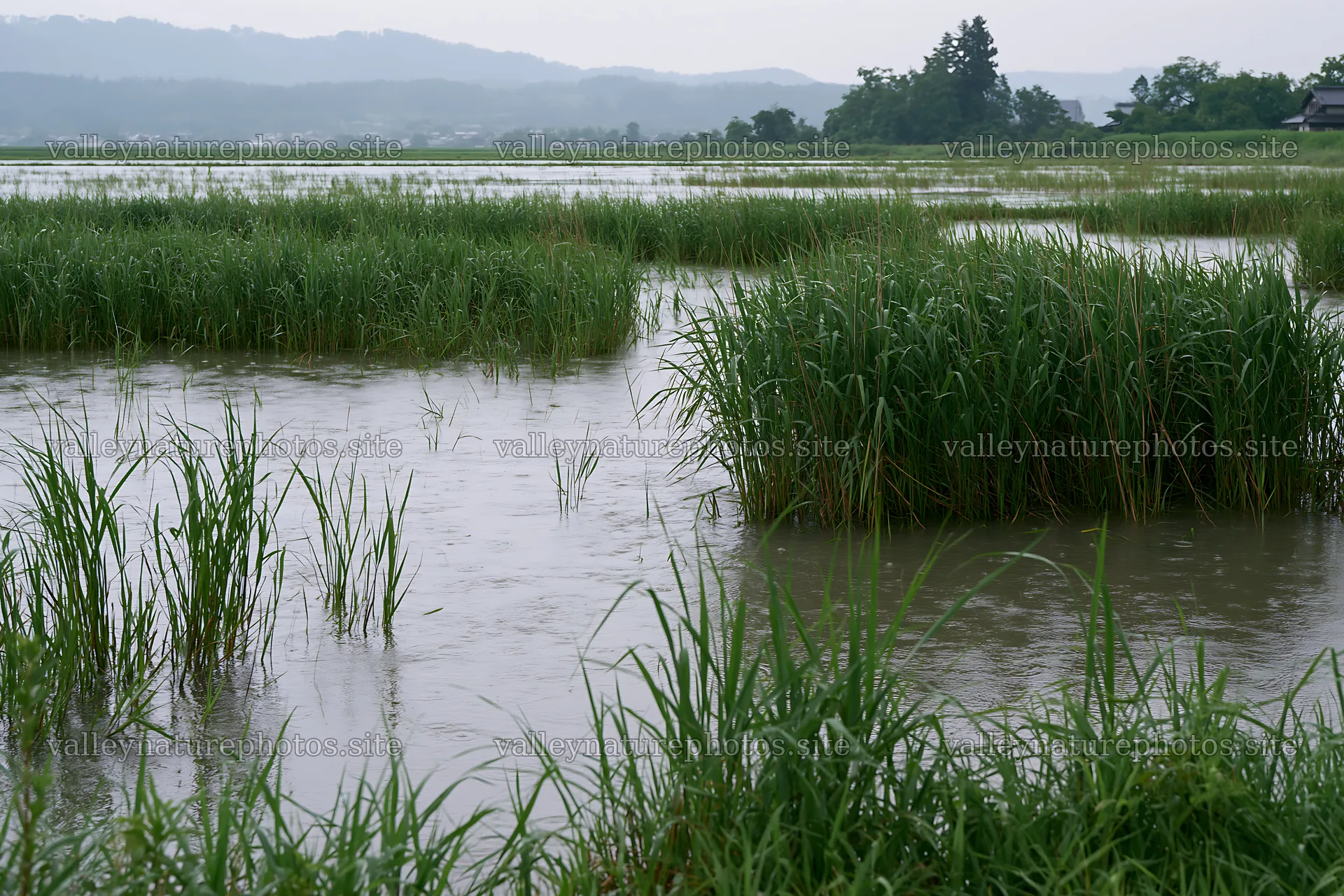Shiga wetland meadow climate adaptation reeds under rain – nature photography 9722x6480