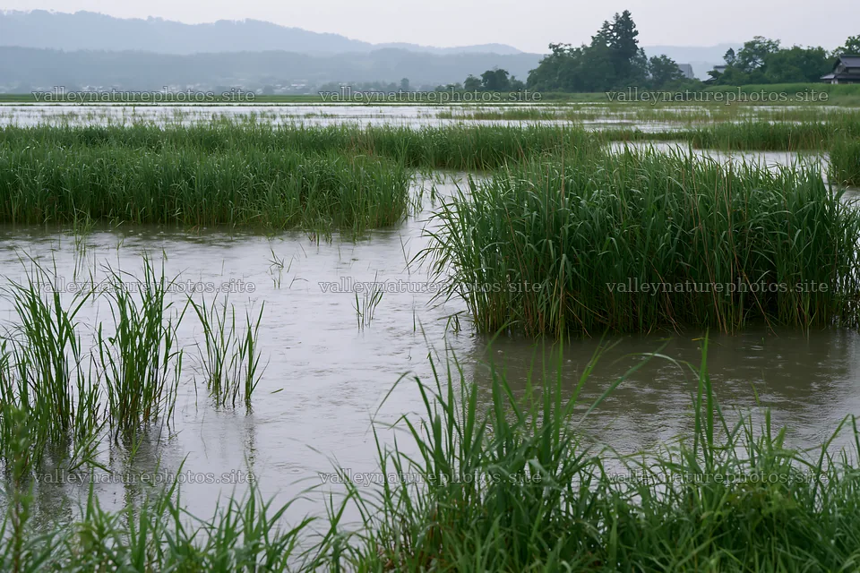 Shiga wetland meadow climate adaptation reeds under rain – nature photography 9722x6480