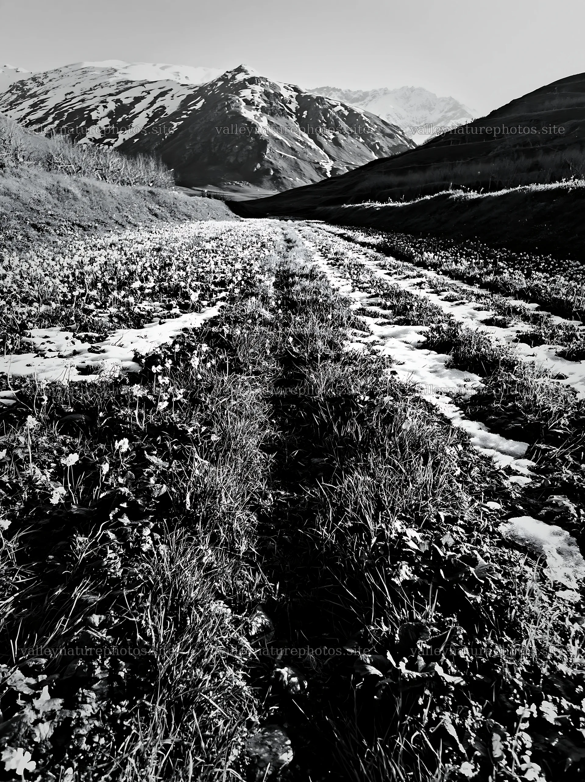 Foothill orchard meadow with snow and green grass paths – nature photography 6866x9174