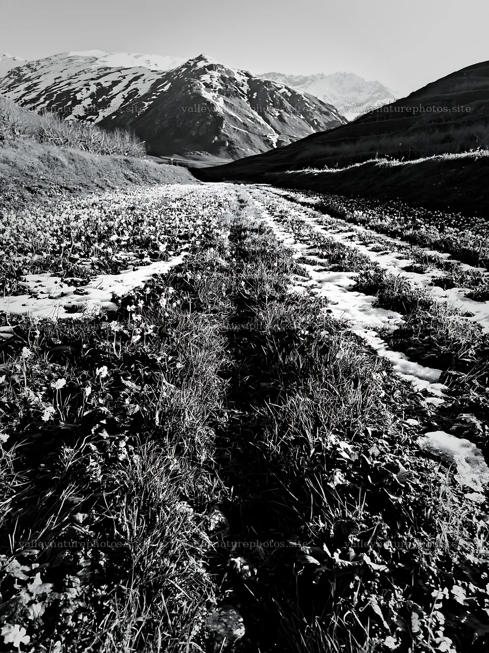 Foothill orchard meadow with snow and green grass paths – nature photography 6866x9174
