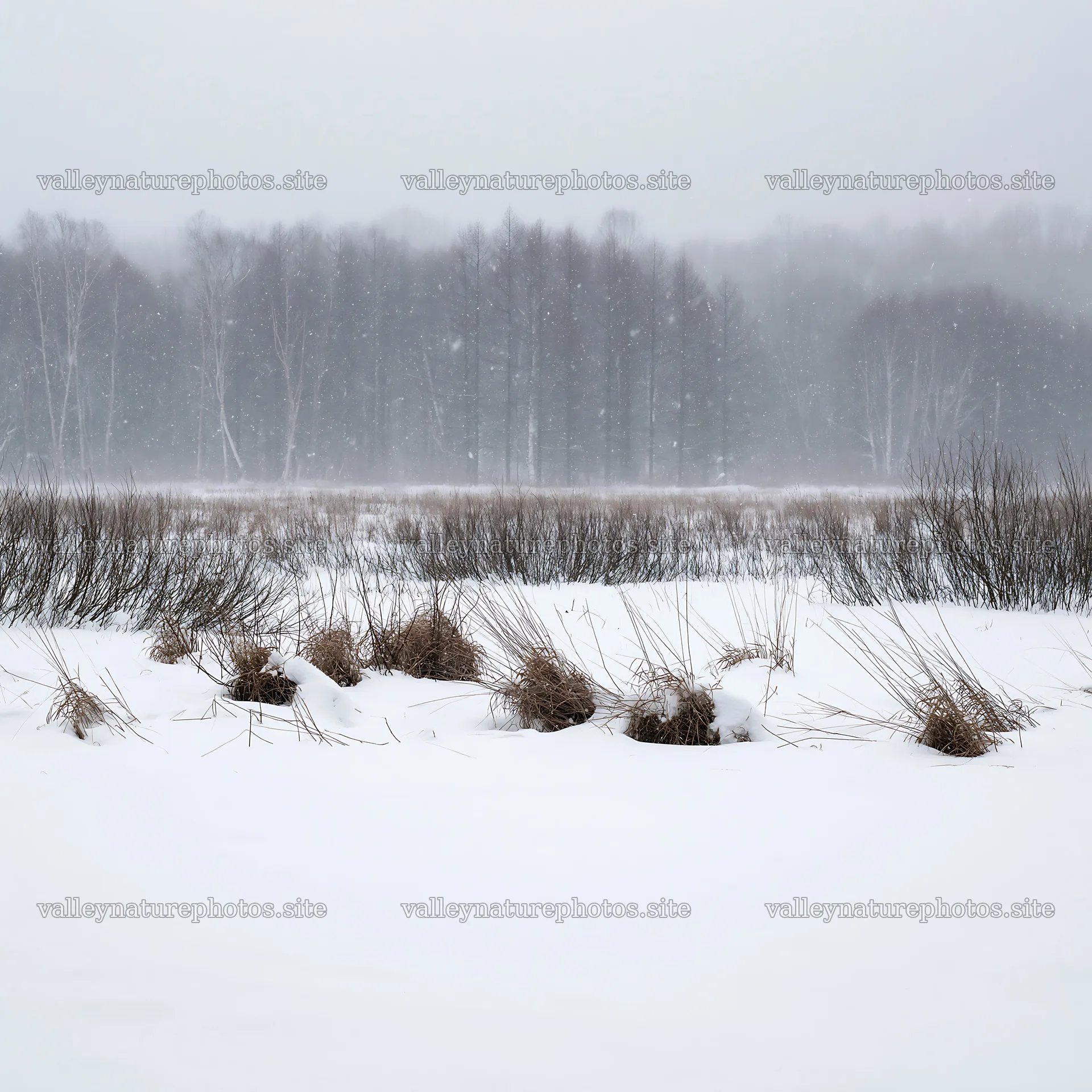 Snowbound meadow with snow-covered grasses and trees – nature photography 7938x7938